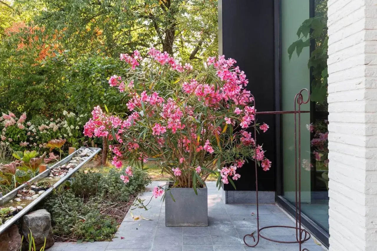 Ein üppiger Oleander im grauen Kübel, bereit zum Oleander umtopfen. Im Hintergrund ein moderner Garten mit Wasserspiel.