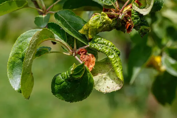 Verkrüppelte Blätter und braune Flecken zeigen deutliche Anzeichen von Apfelbaum Krankheiten.